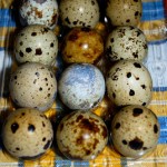 SORPRESE DI PASQUA: Insalata di puntarelle romane e uova di quaglia